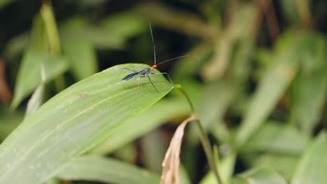 Bellas-Imágenes-De-Un-Insecto-Asesino-En-Una-Hoja-En-La-Selva-Tropical