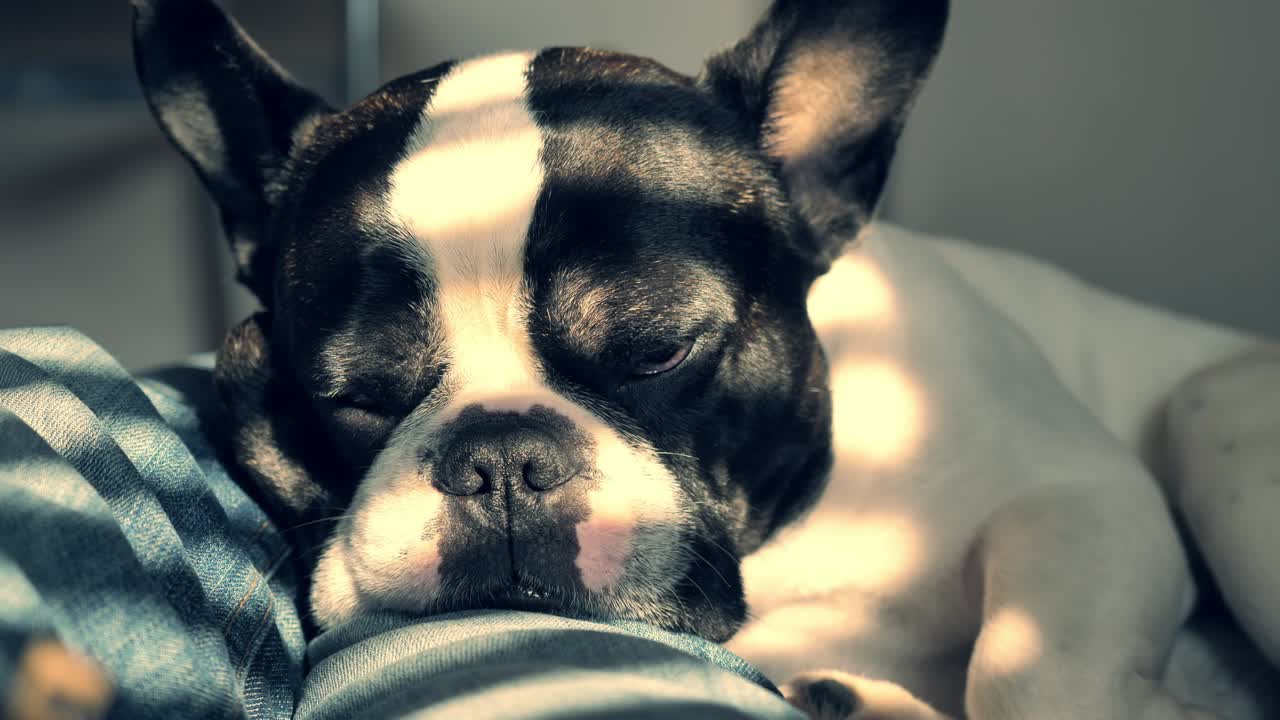 휴식하는 강아지 초상화