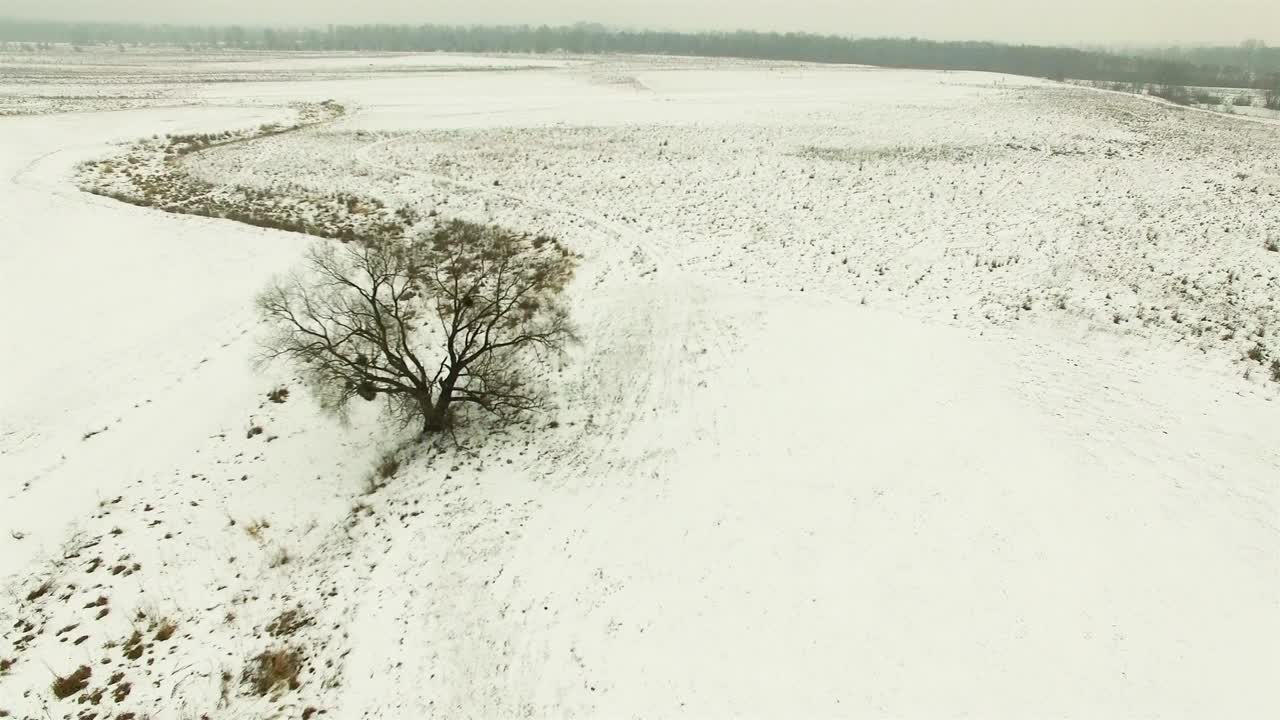 4к воздушный. лететь над одиноким деревом в замороженном поле. зимний облачный день