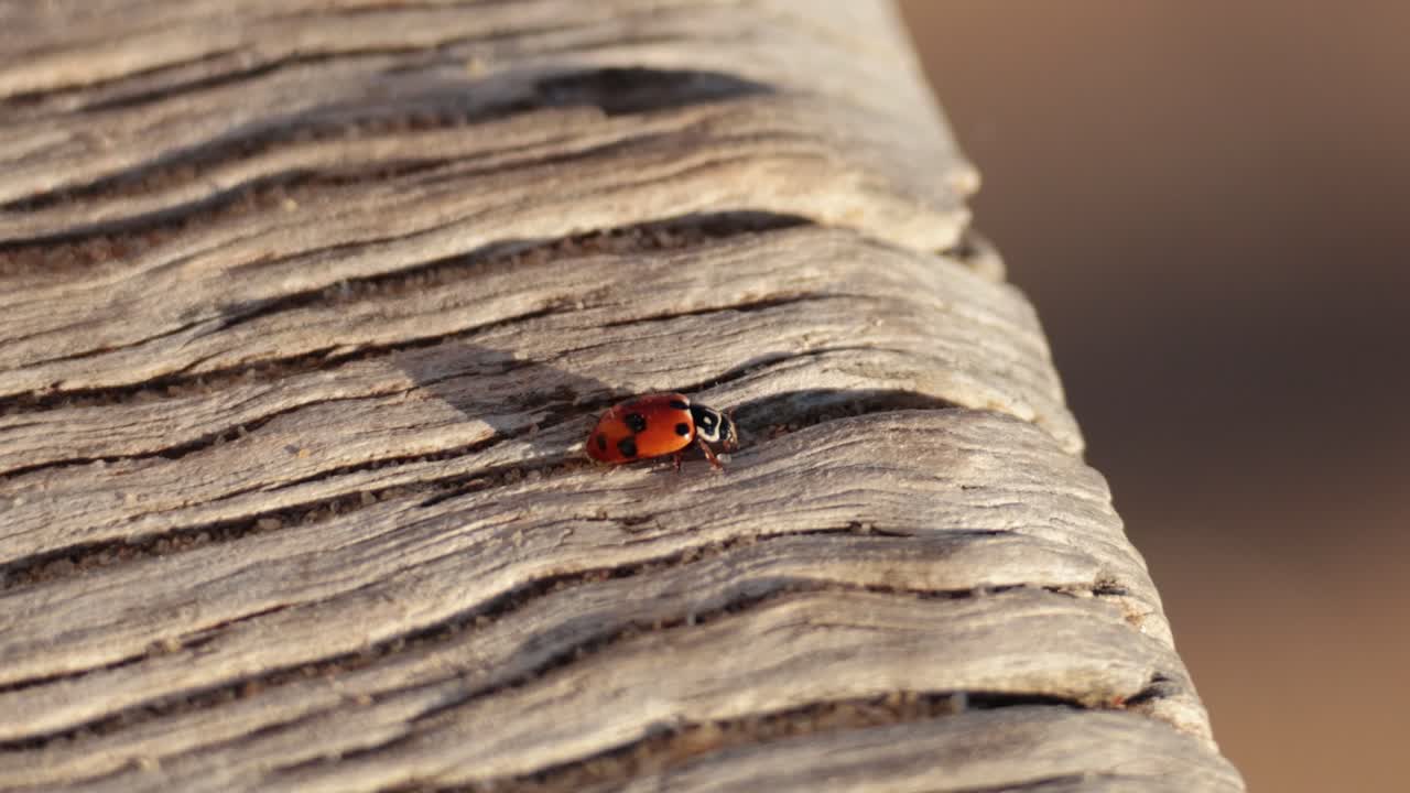 la mariposa caminando sobre una superficie de madera