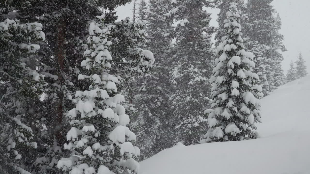 neve che cade backcountry berthoud pass colorado neve neve primavera inverno wonderland tempesta di neve bianca fuori profonda polvere foresta nazionale montagna rocciosa pino grigio cinematografico super rallentatore statico