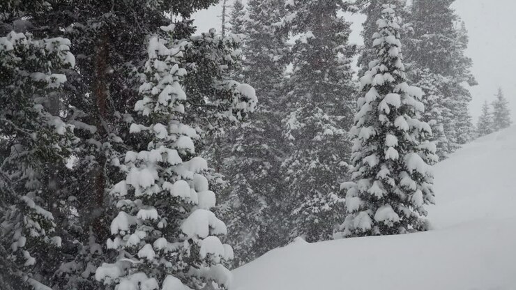 Snow falling backcountry Berthoud Pass Colorado snowing snowy spring winter wonderland blizzard white out deep powder national forest Rocky Mountain Pine Tree grey cinematic super slow motion static