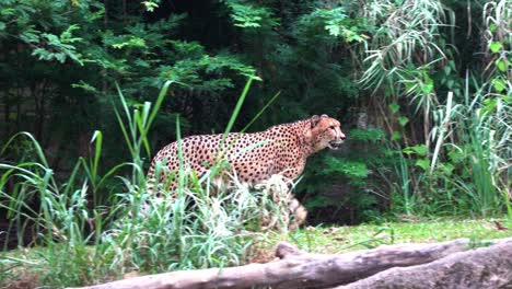 movimiento de mano, captura de seguimiento de la vida silvestre, captura de grandes felinos salvajes exóticos, guepardo asiático, acinonyx jubatus venaticus saliendo del arbusto