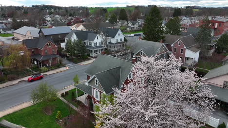 rising aerial reveals blooming tree blossoms and homes in american community