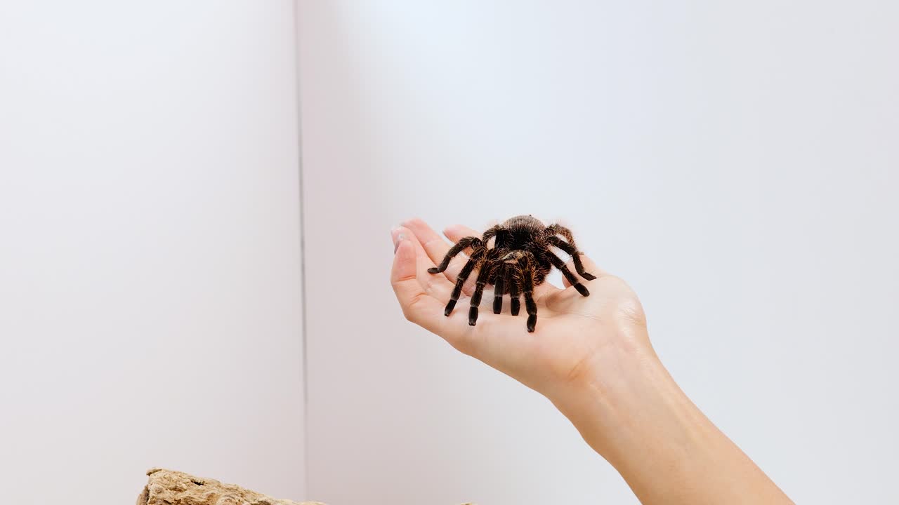 A tarantula moves across a person's hand in a bright, minimalist room. The camera remains steady, capturing the spider's movement