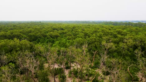 Deforestation-Scene-With-Lush-Green-Forest---Aerial-Drone-Shot