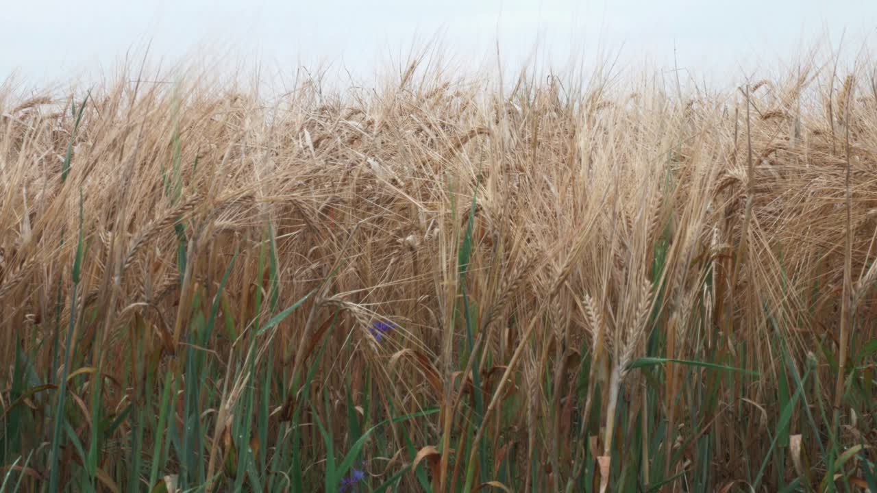 바람에 부는 태양 아래 농작물을 닫습니다
