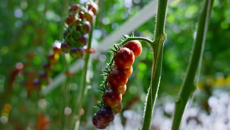 el tallo de la planta de tomate rojo crece en un primer plano de la plantación. la maduración de los vegetales en la granja.