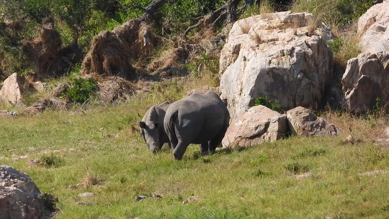 Two White Rhinoceros' Grazing in Savanna of Africa