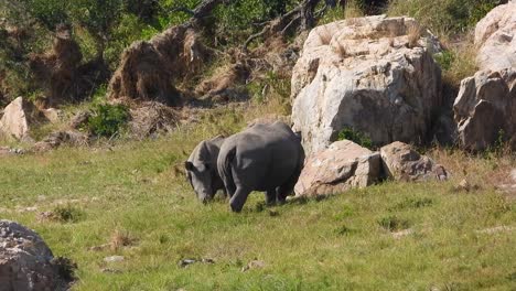 Two-White-Rhinoceros'-Grazing-in-Savanna-of-Africa