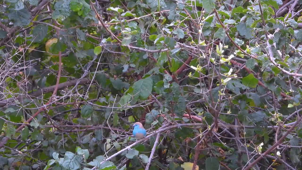 Image of several small colorful birds among leaves in the Kruger National Park