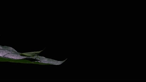 Seen-deep-into-the-darkness-of-the-forest-on-a-leaf-facing-to-the-right-then-moves-its-left-hind-leg,-Katydid-Tettigoniidae,-Thailand