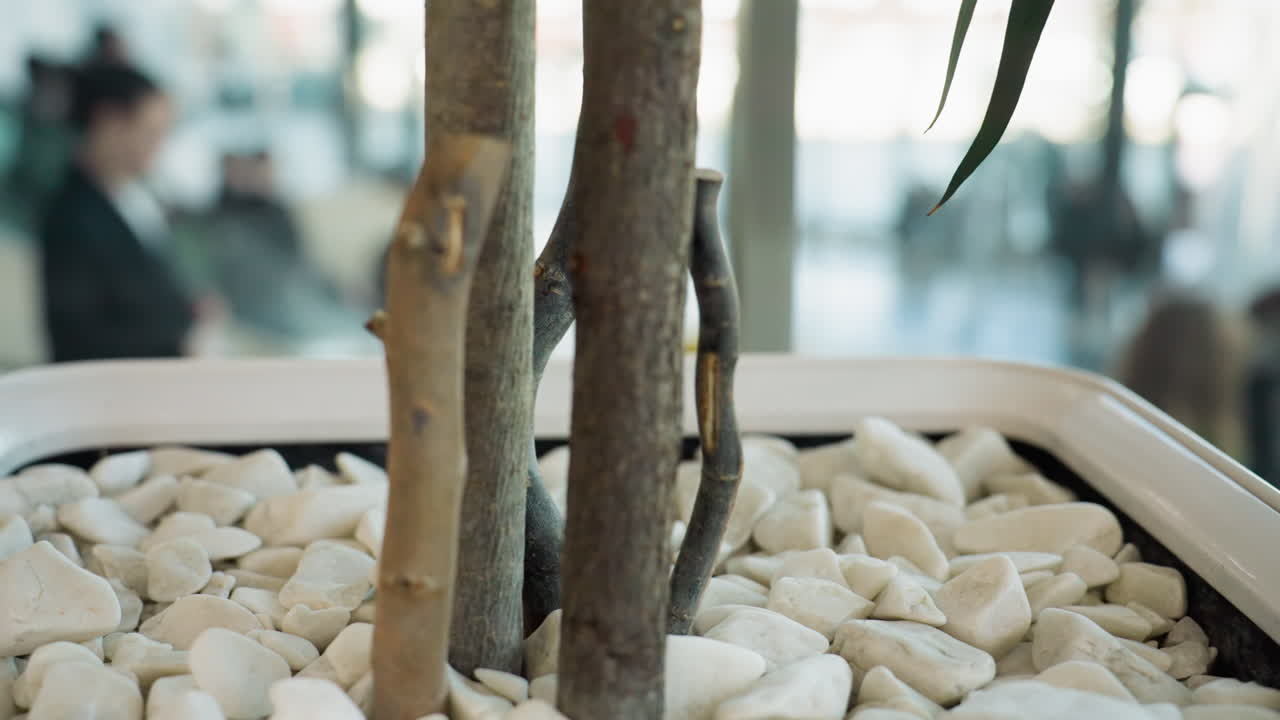 крупный вид декоративного горшка с растениями, заполненного белыми камнями и ветвями деревьев или стеблями в общественном помещении. люди движутся на заднем плане, создавая динамичную, но спокойную атмосферу