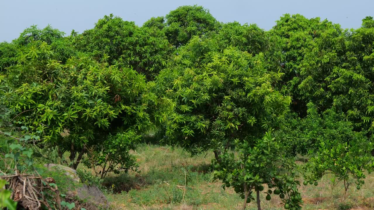 Mango orchard farm with sweet lime tree at telangana, india. day time, slight pan shot, 4k.