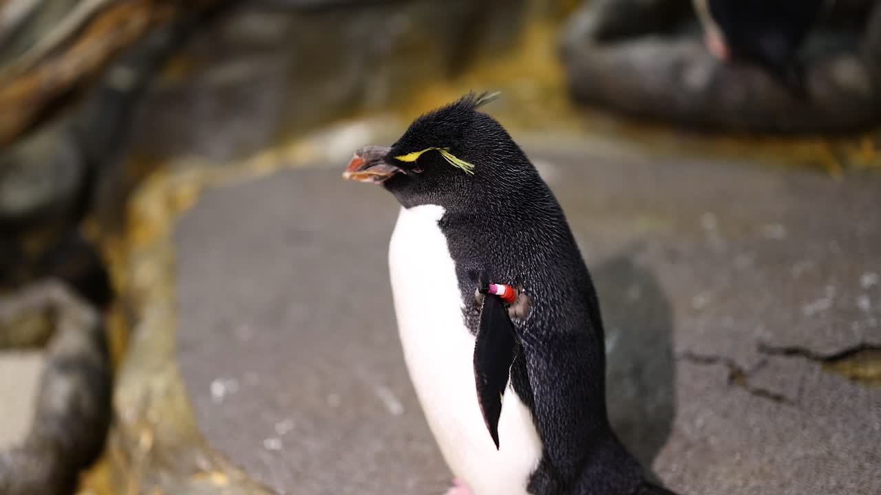 un pingüino abre su pico como para vocalizar