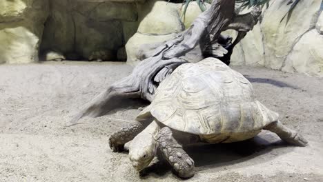 leopard-or-leopard-tortoise-slowly-walks-across-the-desert