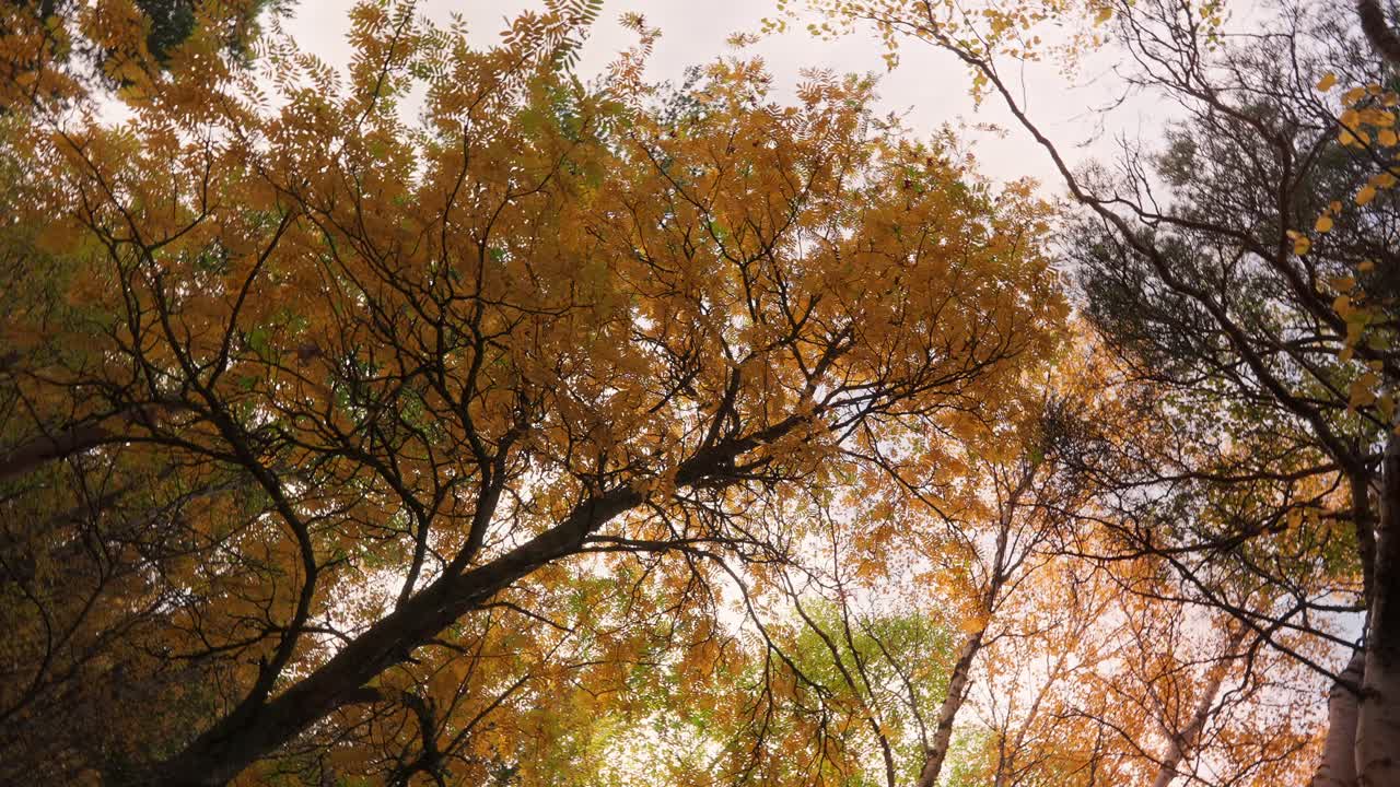 Colorful autumn leaves under a sky with a peaceful atmosphere in Vestarelen, Norway