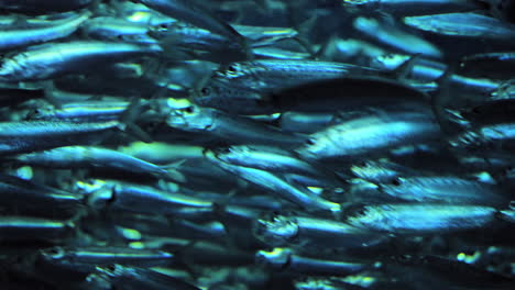 School-Of-Pacific-Sardines-Swimming-In-The-Aquarium