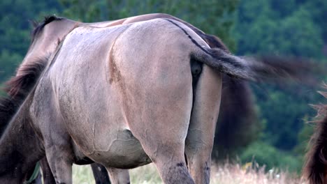 horse tail moving to protect from insects, close-up. pony tail.