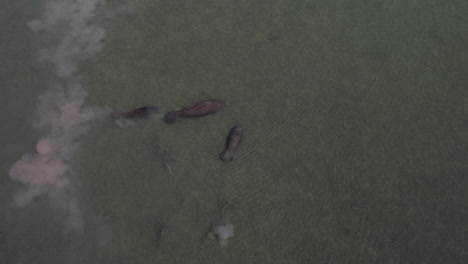 aerial looking down at family of manatees swimming in the florida keys