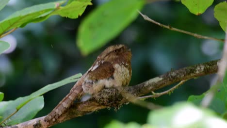 la boca de rana de java o la boca de rana de horsfield se encuentra en tailandia y otros países asiáticos