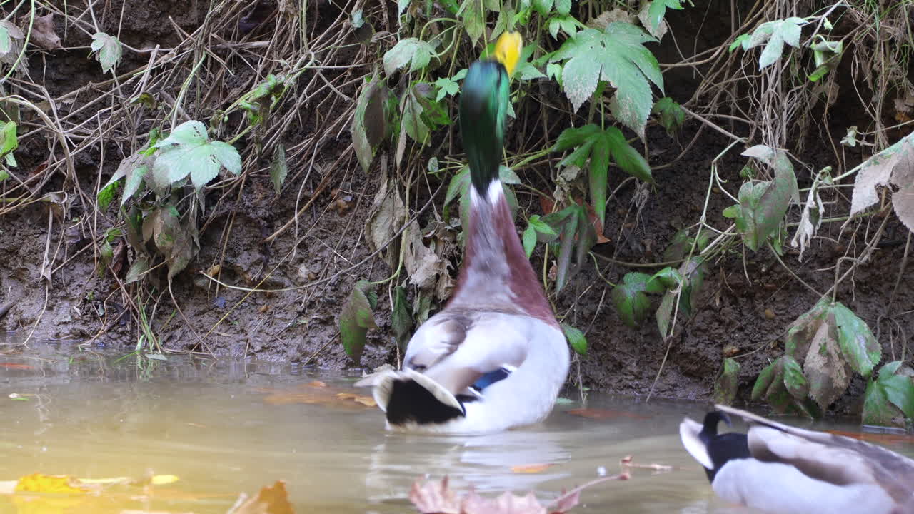 이른 아침 햇살에 강에서 먹이를 먹고 있는 수컷 청둥오리 드레이크
