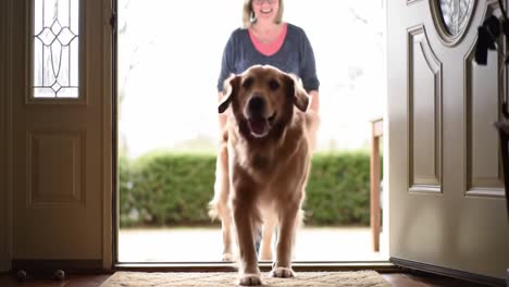 A Warm Homecoming: A Joyful Woman Welcomes Her Golden Retriever as They Share a Heartwarming Moment at the Doorstep