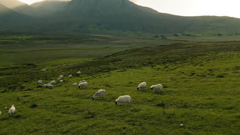 sheep grazing in a mountainous landscape