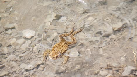 cerca de una rana nadando y flotando en agua transparente