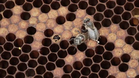 foto macro de una abeja que lleva un ácaro varroa, infesta matando colonias de abejas