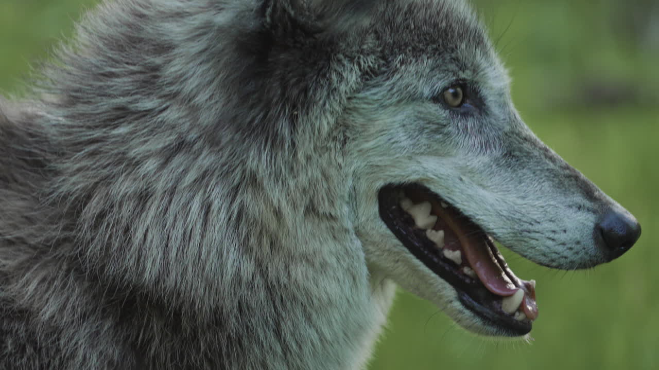 close up of a gray wolf's face as he stares intently and pants