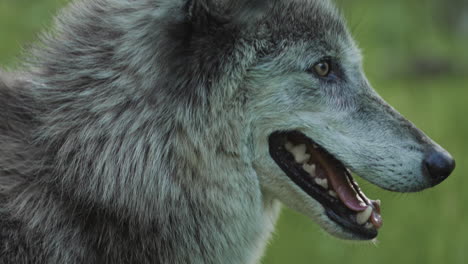 Primer-Plano-De-La-Cara-De-Un-Lobo-Gris-Mientras-Mira-Fijamente-Y-Jadea