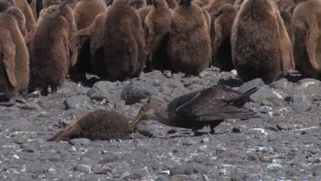 scavenger-feeding-on-dead-penguin