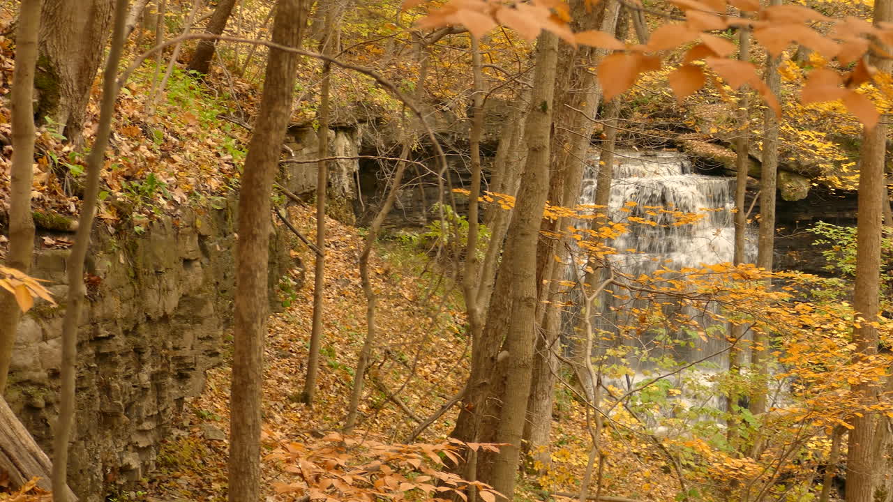 Majestic forest waterfall is hidden behind golden autumn tree foliage