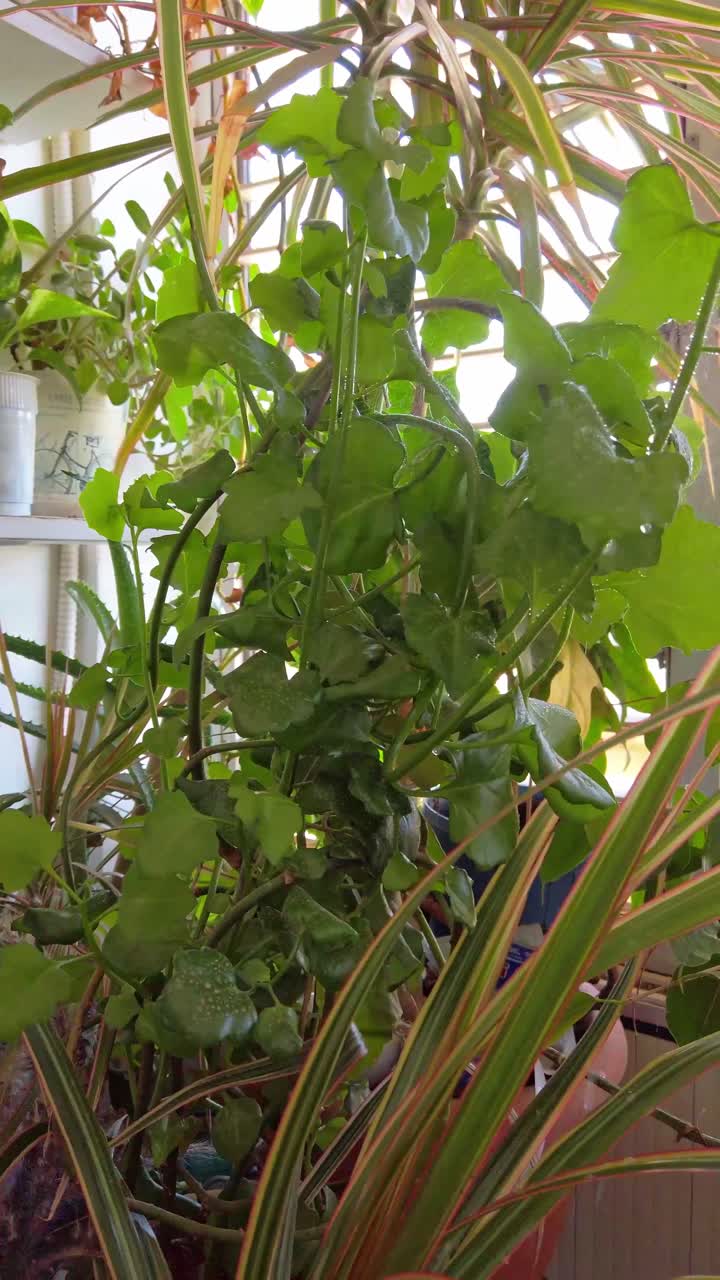 Watering plants with water from a spray bottle on the terrace.