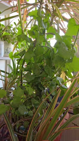 watering plants with water from a spray bottle on the terrace.