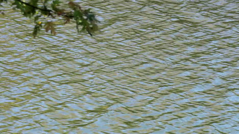 A-tree-branch-hangs-over-a-section-of-lake-with-a-swift-current