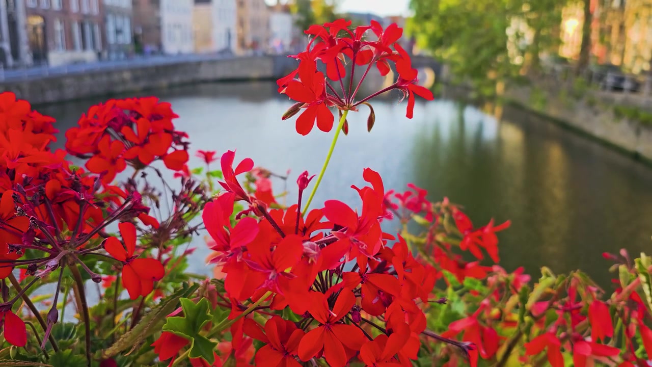 Bunga merah cerah di samping kanal kota yang tenang, dengan jembatan lengkung tua, pantulan di air, dan bangunan bersejarah yang menawan, pemandangan kota yang damai saat golden hour, pemandangan perjalanan.
