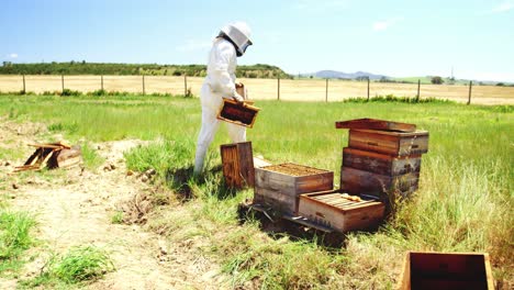 apicultor que trabaja en un apiario