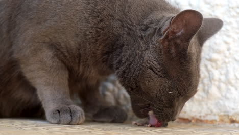 cat eating mouse