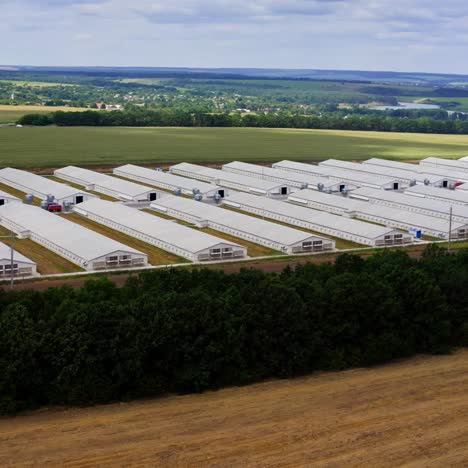 white barns on field. modern farm among beautiful green nature. rows of agriculture buildings in rural place in summer. drone view