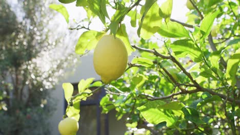 Close-up-of-lemon-hanging-from-tree-in-sunny-garden