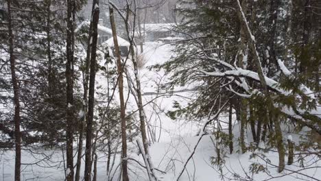 snowy forest landscape: winter trees and frozen river in sherbrooke, canada