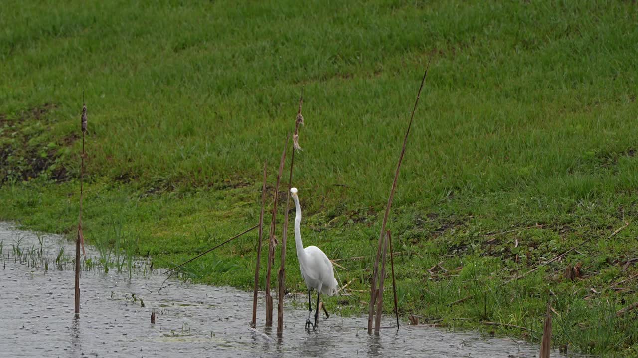 Great egret walking in the pouring rain in Florida