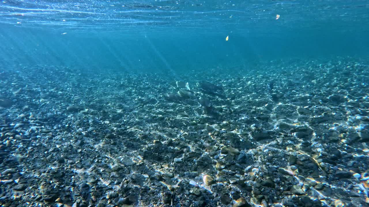 일본 비와 호수 근처의 비와 트로트