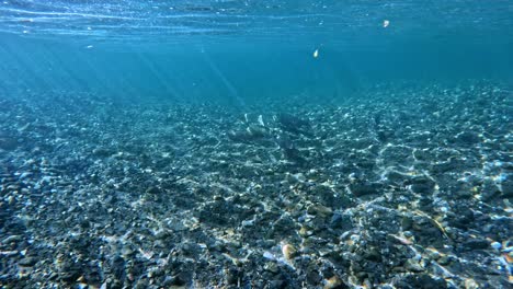 Video-of-Biwa-Trout-near-Lake-Biwa,-Japan