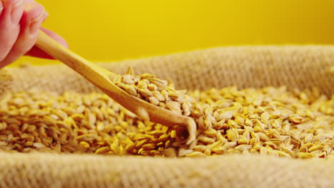wooden spoon gathering barley grains from a bag