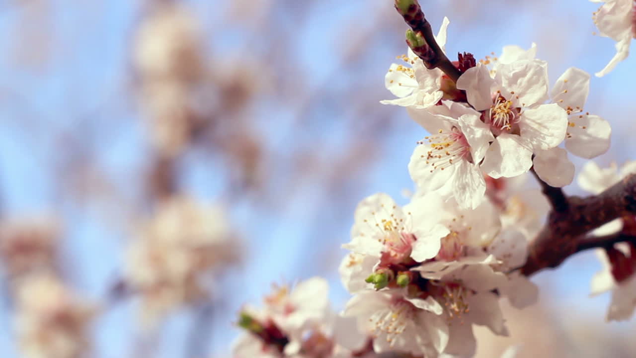 Apricot blossom. Closeup. Apricot flowers on branch of apricot tree