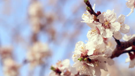 apricot blossom. closeup. apricot flowers on branch of apricot tree