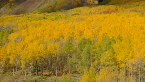 Golden-aspen-tree-forest-grove-fall-autumn-yellow-green-colors-aerial-drone-cinematic-late-afternoon-Snowmass-Mountain-Independence-Pass-Vail-Telluride-Ashcroft-afternoon-sunny-forward-motion